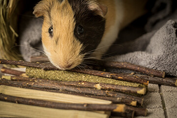 Different type of chew stick for guinea pig.  The chew stick is good for the teeth and can be chewed safely. Small animals that move teeth must grind their teeth. 