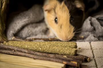 Different type of chew stick for guinea pig.  The chew stick is good for the teeth and can be chewed safely. Small animals that move teeth must grind their teeth. 