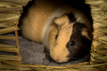 Close up view of a guinea pig