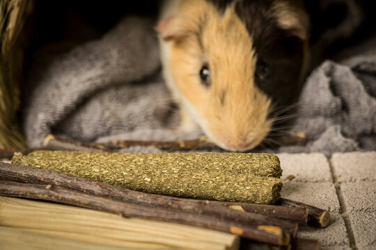 Different Type Of Chew Stick For Guinea Pig.  The Chew Stick Is Good For The Teeth And Can Be Chewed Safely. Small Animals That Move Teeth Must Grind Their Teeth. 