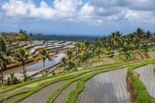 Jatiluwih rice terrace, an UNESCO World Heritage Site in Bali, Indonesia