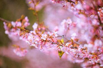満開の河津桜とメジロ