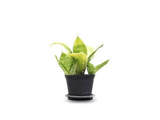 small plant in black pot isolated on white background