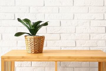 Green houseplant on shelf near white brick wall