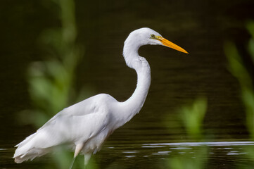 Great Egret fishing in a wetland pond in Roswell Georiga.