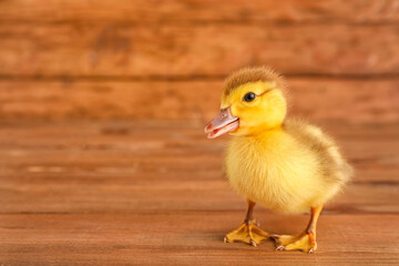 Cute duckling on wooden background