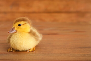 Cute duckling on wooden background