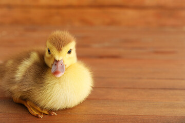 Cute duckling on wooden background