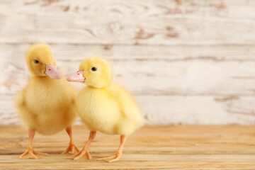 Cute ducklings on wooden table