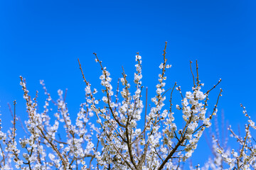 満開の梅の花　白梅