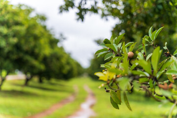 selective focus of chiku fruite . Healthy and organic farm food concept.