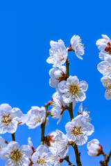満開の梅の花　白梅
