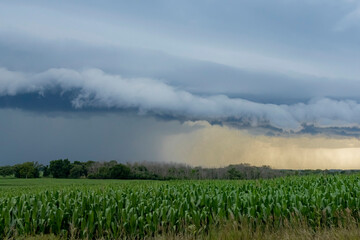 A shelf cloud and thunderstorm approach a corn field.