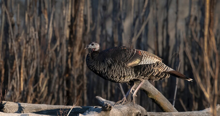Colorful American wild turkey(s) display brilliant plumage as they compete for mates and forage for food.
