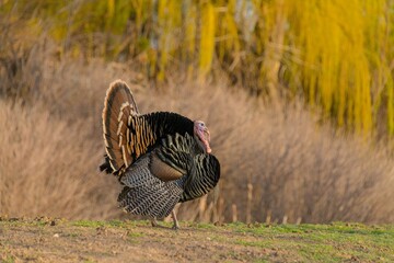 Colorful American wild turkey(s) display brilliant plumage as they compete for mates and forage for food.