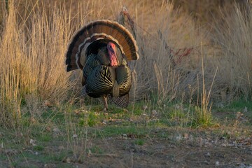 Colorful American wild turkey(s) display brilliant plumage as they compete for mates and forage for food.