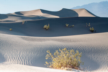 Sand Dune, Death Valley