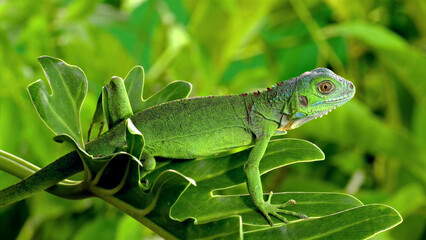 Close-up of a green iguana on a leaf.