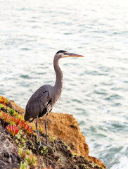 great blue heron