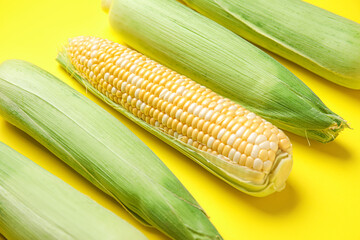 Fresh corn cobs on yellow background
