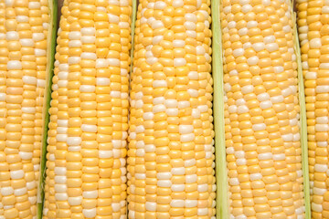 Fresh corn cobs as background