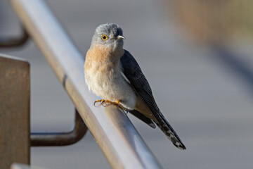 Australian Fan-tailed Cuckoo resting on rail