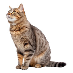 Sitting cat looking cat on a transparent background. Generative AI
