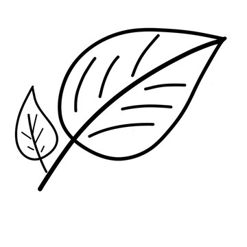 drawing photo leaf pattern