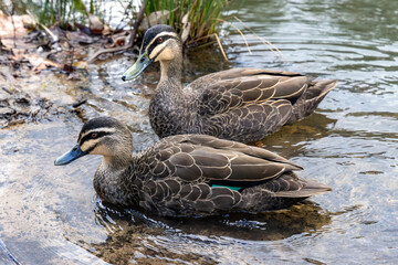 Australian Pacific Black Ducks paddling in water