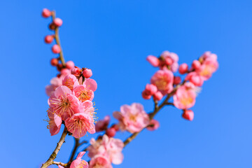 ピンク色の梅の花　紅梅