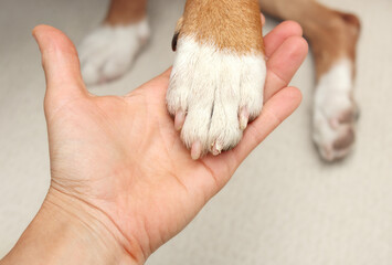 Broken dog nail examination by owner or veterinarian. Hand holding dog paw with split nail or claw....