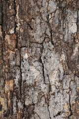 texture, wood, nature, pattern, material, wall
