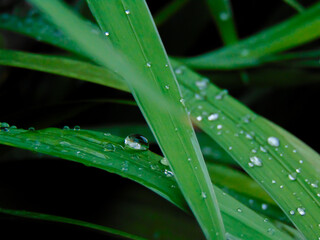 Dew on Trimezia leaves in the morning