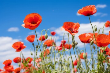 Fototapeta premium A field of red poppies under a clear sky. 