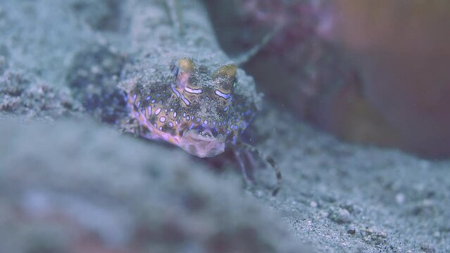 Dactylopus crawling on sandy bottom of turquoise sea