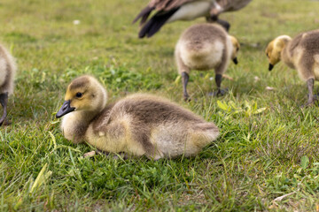 Baby geese flock - geese eating - cute canadian geese - tiny cute baby geese. Taken in Toronto, Canada.