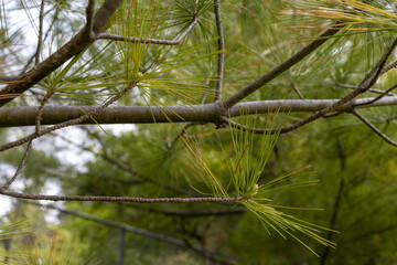 Pine needles on tree - green - background forest. Taken in Toronto, Canada.