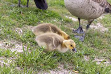 Baby geese flock - geese eating - cute canadian geese - tiny cute baby geese. Taken in Toronto, Canada.