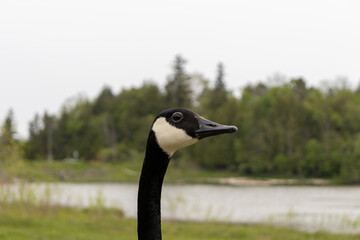 Goose head looking to side - canadian goose - tree lake background. Taken in Toronto, Canada.