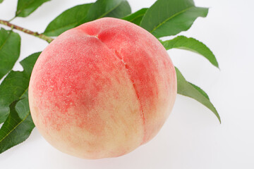 桃　　白鳳　スタジオ撮影