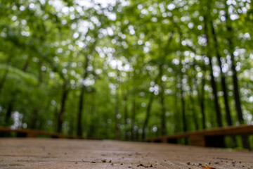Wooden bridge close up - forest green blurred background. Taken in Toronto, Canada.