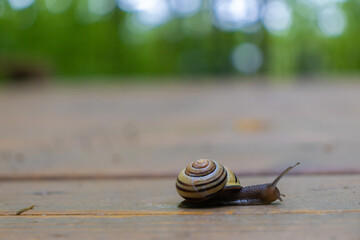 Close up of grove snail crawling on wooden bridge - forest green blurred background. Taken in Toronto, Canada.