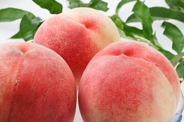 桃　　白鳳　スタジオ撮影