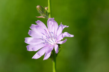 Common chicory pink  flower closeup selective focus