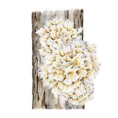 Snow mushroom growing on a tree. Watercolor illustration. Hand drawn Tremella fuciformis fungus. White jelly mushroom element. Tremella on a tree natural image. Isolated on white background