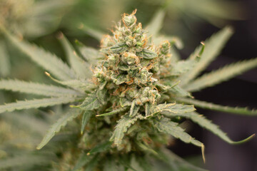 Super Lemon Haze