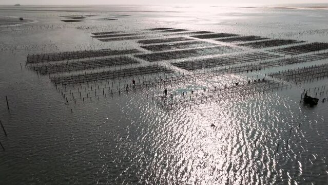 Aerial view of Oyster farm