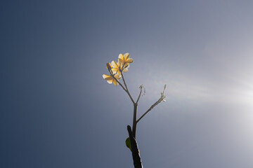 Beautiful view of Plumeria Flower, this kind of flower usually used for Balinese praying and spa.