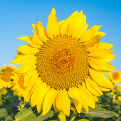 Naklejka premium One large sunflower in peak bloom against a blue sky, cropped square.