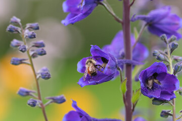 Native bumblebee in delphinium flower in summer.
